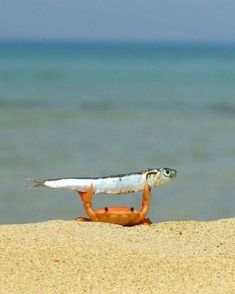 a crab on the beach with a fish in it's mouth