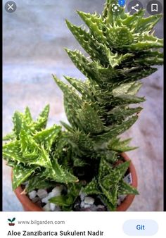 a small potted plant with green leaves