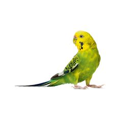 a green and yellow parakeet sitting on top of it's back legs