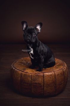 a small black dog sitting on top of a brown leather ottoman in front of a dark background