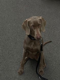 a brown dog sitting on the ground with a leash around its neck and looking at the camera