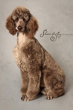 a brown poodle sitting on top of a white floor next to a gray wall