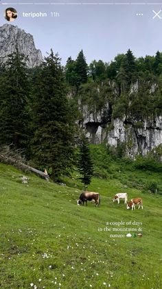 several cows grazing in a green field with trees and mountains behind them on a sunny day