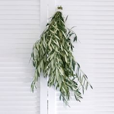 a bunch of green leaves hanging from the side of a door