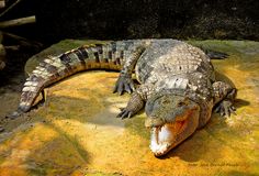 an alligator laying on the ground with its mouth open