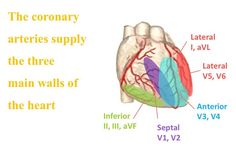 an image of the anatomy of the heart