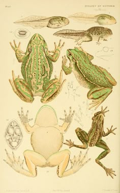 an illustration of frogs and toades from the natural history of britain, volume i