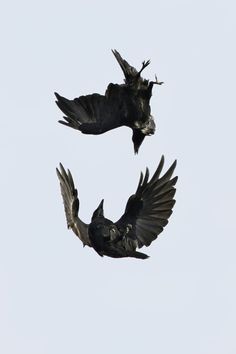 two black birds are flying in the sky