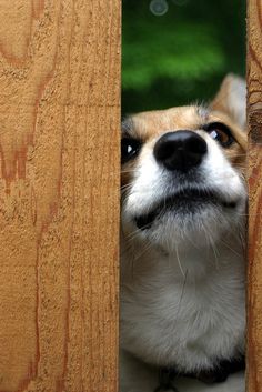 a small dog looking out from behind a wooden fence with it's eyes wide open