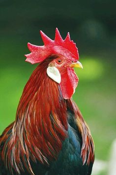 a close up of a rooster with a green background