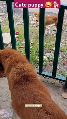 a brown dog standing next to a metal gate