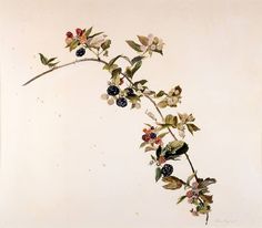 a branch with berries and leaves is shown in an antique print from the 19th century