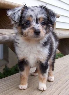 a small dog standing on top of a wooden deck