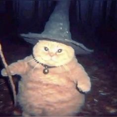 a cat wearing a witches hat and holding a stick