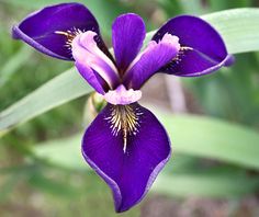 a purple flower with yellow stamens and green leaves