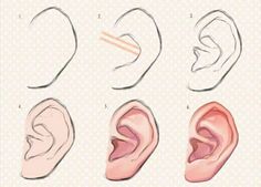 an image of different types of ear shapes and their corresponding parts to be shown in this drawing