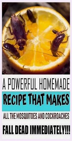 an orange with cockroaches on it and the caption reads, a powerful homemade recipe that makes all the mosquitoes and cockroaches fall dead immediately