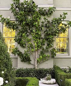 a large tree in front of a house with hedges and bushes around it, next to a bench