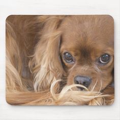 a brown dog with long hair laying down