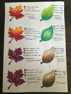 an image of leaves and their names on a piece of paper with colored pencils