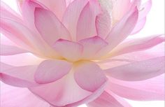 a pink flower with white stamens on it