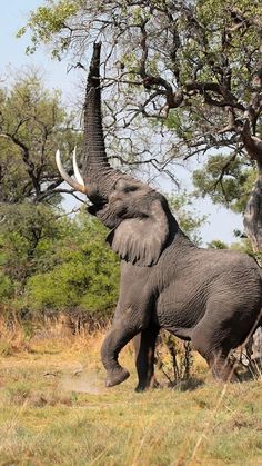 an elephant standing on its hind legs in front of a tree with it's trunk up