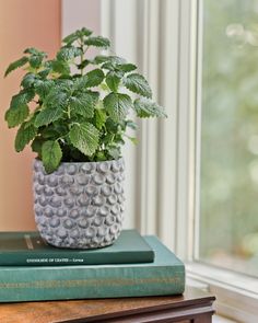 a potted plant sitting on top of two books