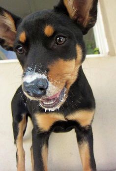 a small black and brown dog standing on top of a white floor next to a window