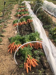 many carrots are growing in the garden and ready to be picked from the ground