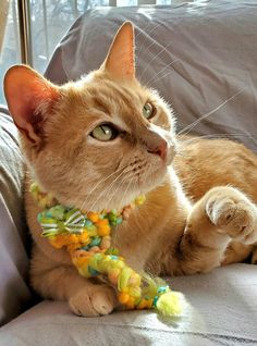 an orange tabby cat wearing a yellow and green flowered collar laying on a couch