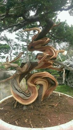 a tree that is growing out of the ground in a planter with dirt on it