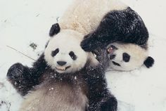 two panda bears playing in the snow together