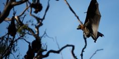 a bat hanging upside down in a tree