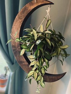 a plant hanging from the side of a wooden moon