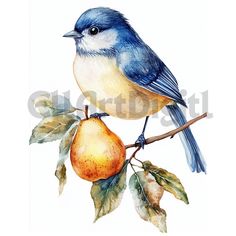 a watercolor painting of a blue bird on a branch with an apple