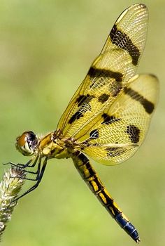 a yellow dragonfly sitting on top of a plant with it's wings open