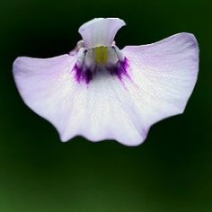 a white flower with purple stamens in the center and green backround