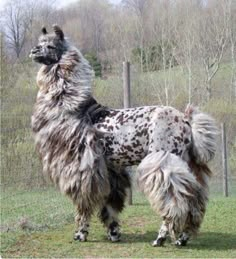 a spotted dog standing on top of a lush green field next to a wooden fence