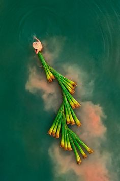 green asparagus floating in the water on a cloudless day, top view