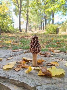 a mushroom sitting on top of a rock covered in leaves