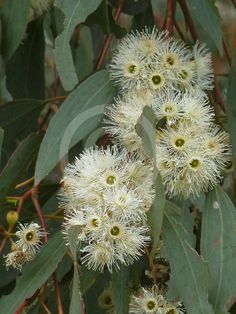 some white flowers and green leaves on a tree