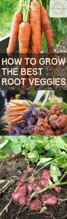 how to grow the best root veggies in your garden, including carrots and radishes