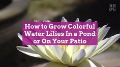 a flower with the words how to grow colorful water lilies in a pond or on your patio