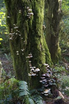 mushrooms growing on the side of a mossy tree