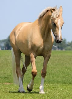 a brown horse running across a lush green field