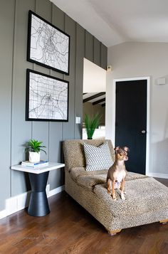 a dog sitting on top of a couch in a living room