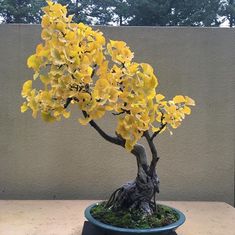 a bonsai tree with yellow flowers in a blue pot on a wooden table next to a wall