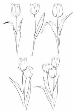 four different types of tulips are shown in black and white, one is drawn with