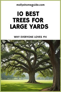 trees with the words 10 best trees for large yards