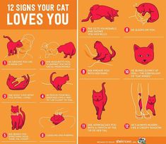 an orange poster with instructions on how to draw cats